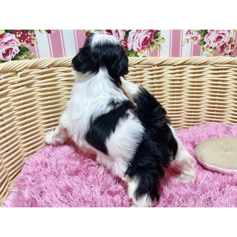 販売中の秋田県のマルシーズー:マルチーズ×シーズー-439066の2枚目