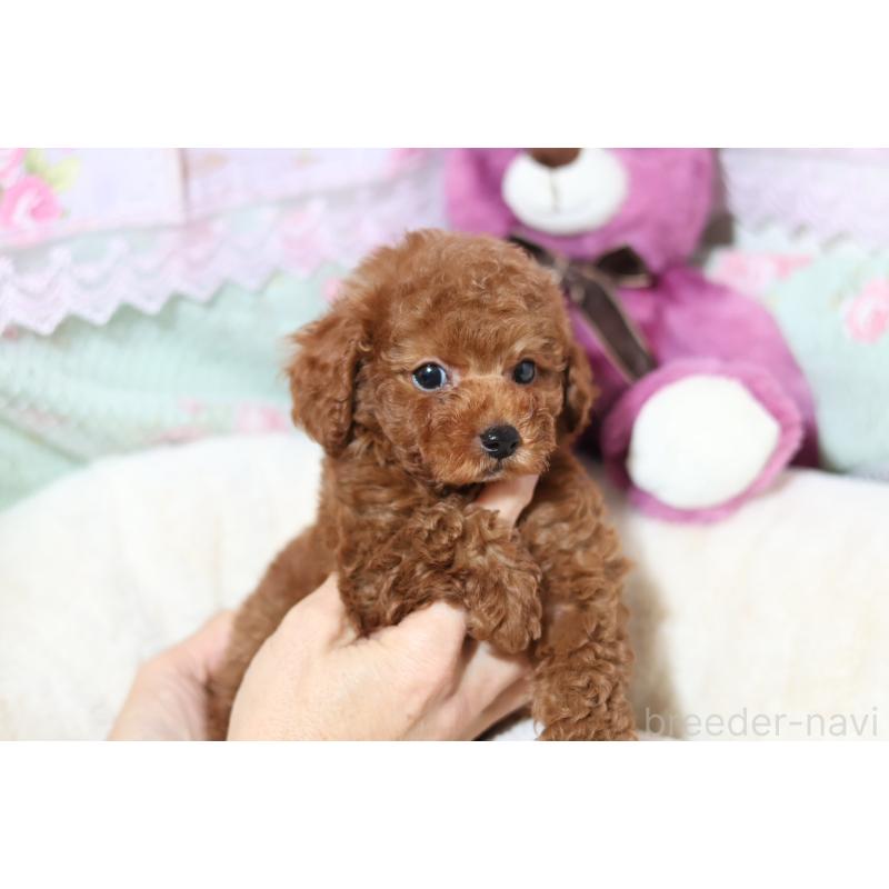 販売中の大阪府のティーカッププードル-439067の4枚目