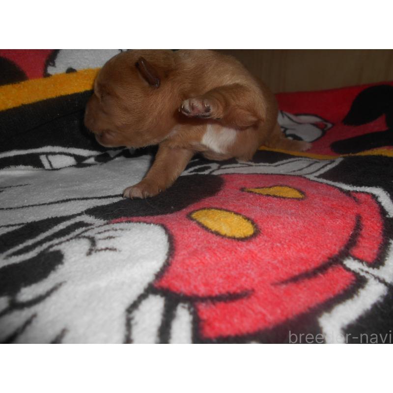 販売中の鹿児島県のミックス犬-439068の2枚目