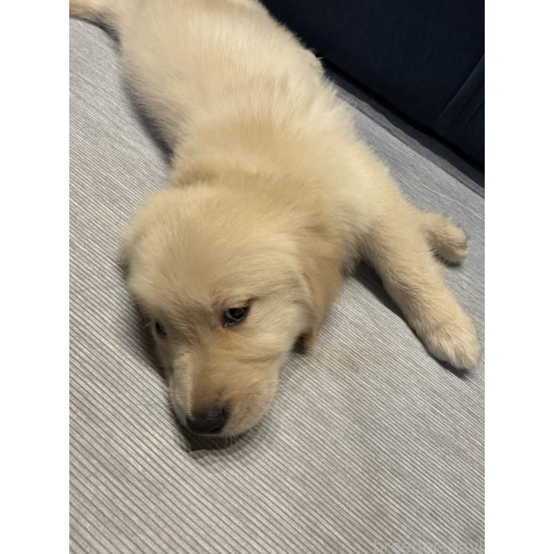 商談中の静岡県のゴールデンレトリーバー-426622の4枚目