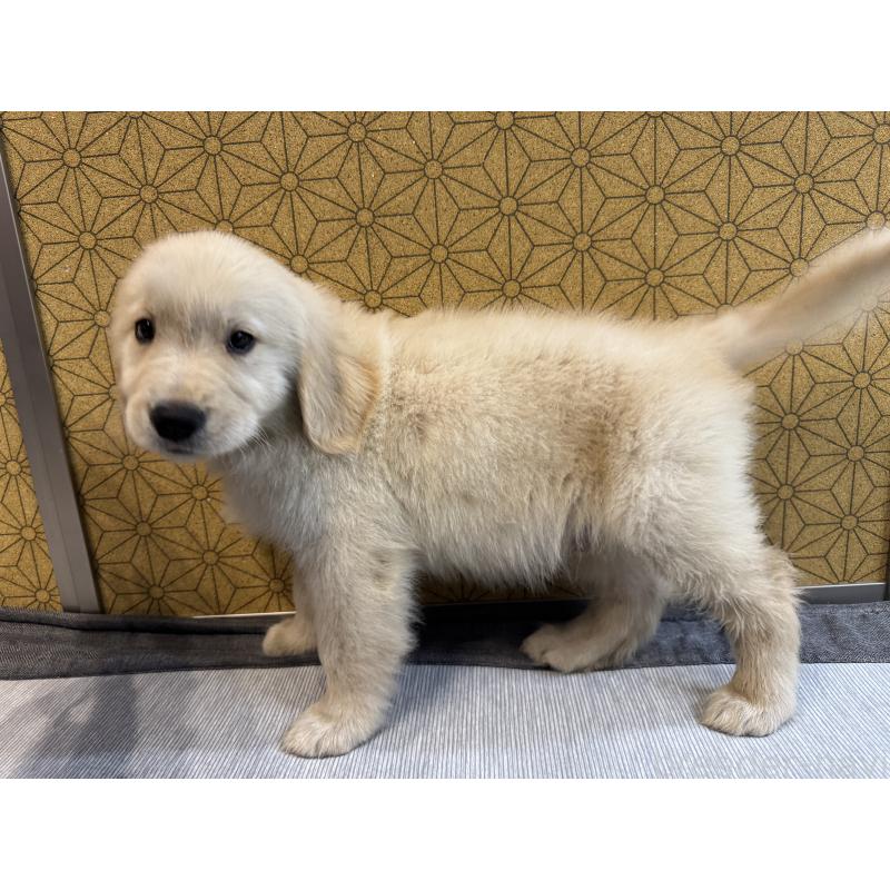 商談中の静岡県のゴールデンレトリーバー-426622の3枚目