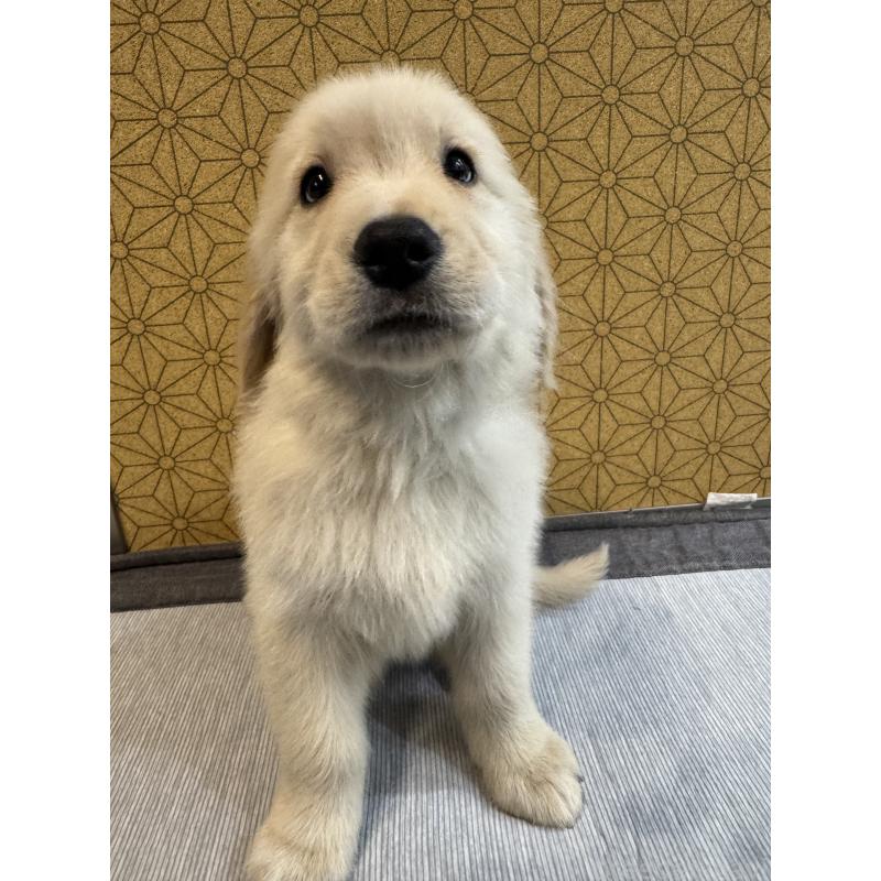 商談中の静岡県のゴールデンレトリーバー-426622の2枚目