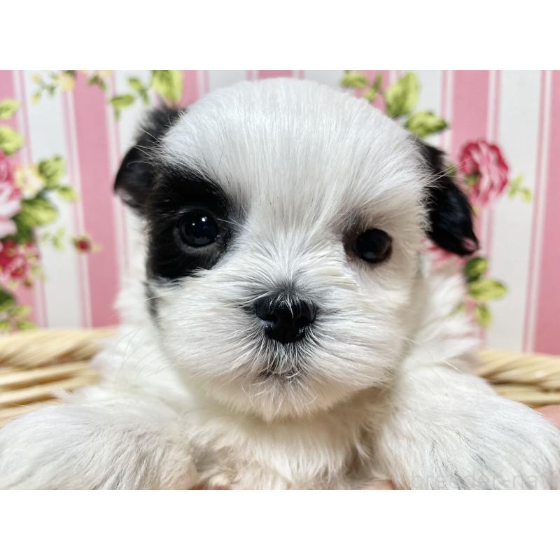 販売中の秋田県のマルシーズー:マルチーズ×シーズー-439072の16枚目