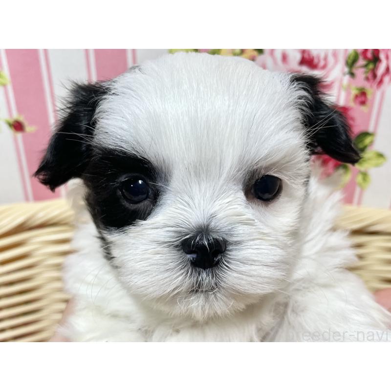 販売中の秋田県のマルシーズー:マルチーズ×シーズー-439072の13枚目