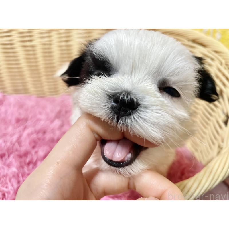 販売中の秋田県のマルシーズー:マルチーズ×シーズー-439072の12枚目