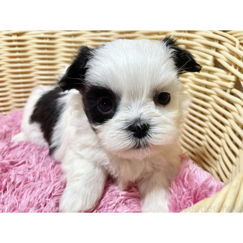 販売中の秋田県のマルシーズー:マルチーズ×シーズー-439072の10枚目