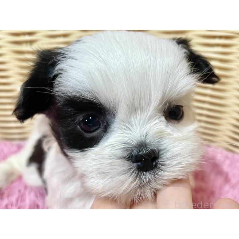 販売中の秋田県のマルシーズー:マルチーズ×シーズー-439072