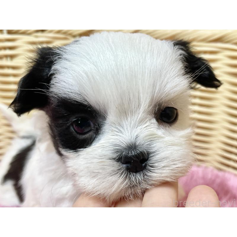 販売中の秋田県のマルシーズー:マルチーズ×シーズー-439072の9枚目