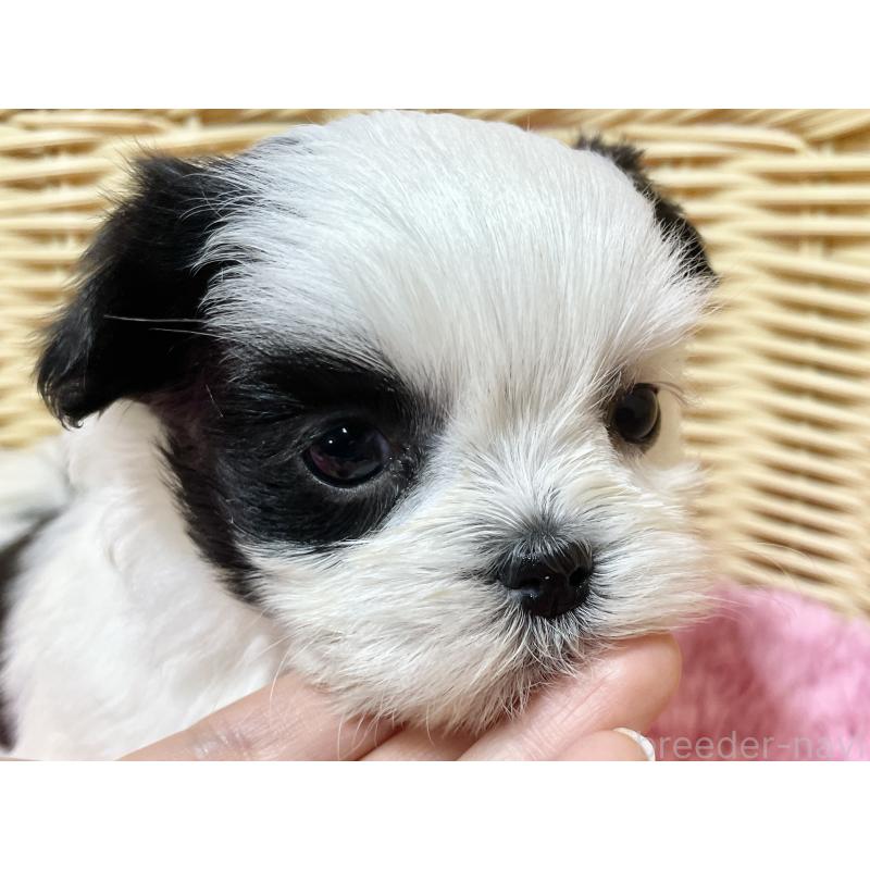 販売中の秋田県のマルシーズー:マルチーズ×シーズー-439072の8枚目