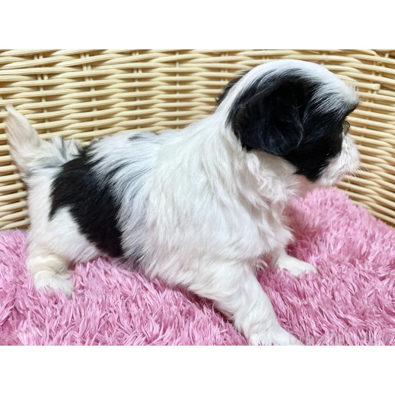 販売中の秋田県のマルシーズー:マルチーズ×シーズー-439072の7枚目