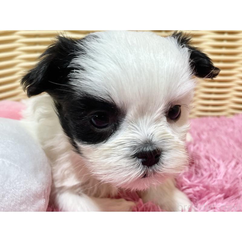 販売中の秋田県のマルシーズー:マルチーズ×シーズー-439072の5枚目