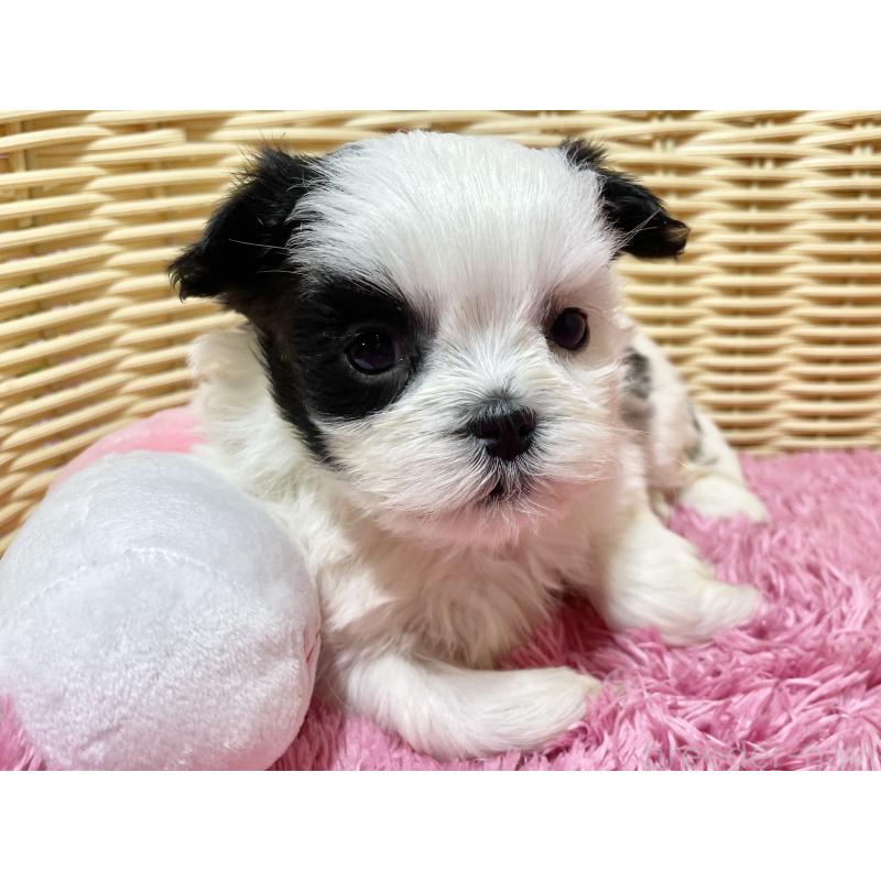 販売中の秋田県のマルシーズー:マルチーズ×シーズー-439072の4枚目