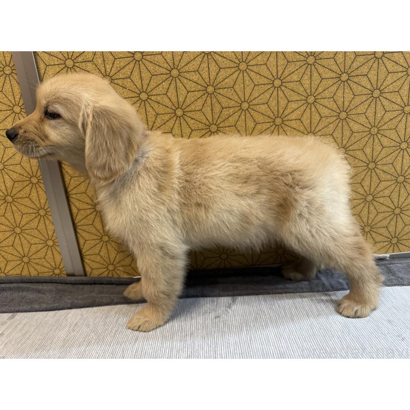 成約済の静岡県のゴールデンレトリーバー-426626の4枚目