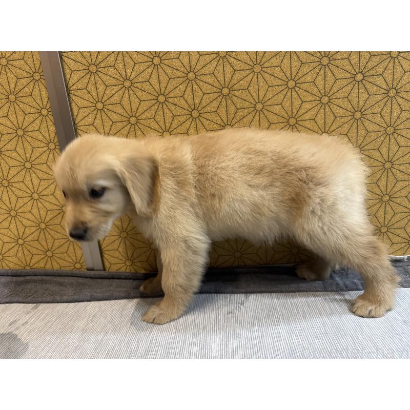 成約済の静岡県のゴールデンレトリーバー-426626の3枚目