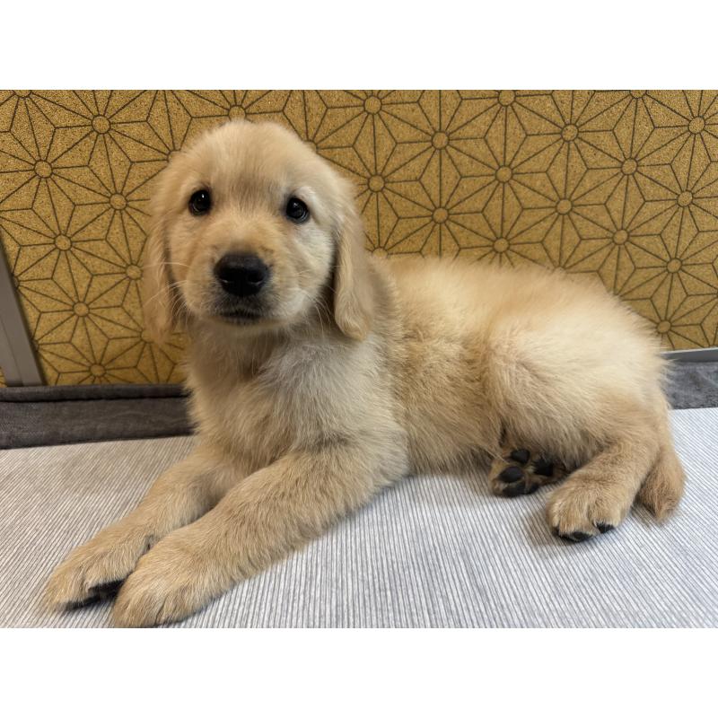 成約済の静岡県のゴールデンレトリーバー-426626の2枚目