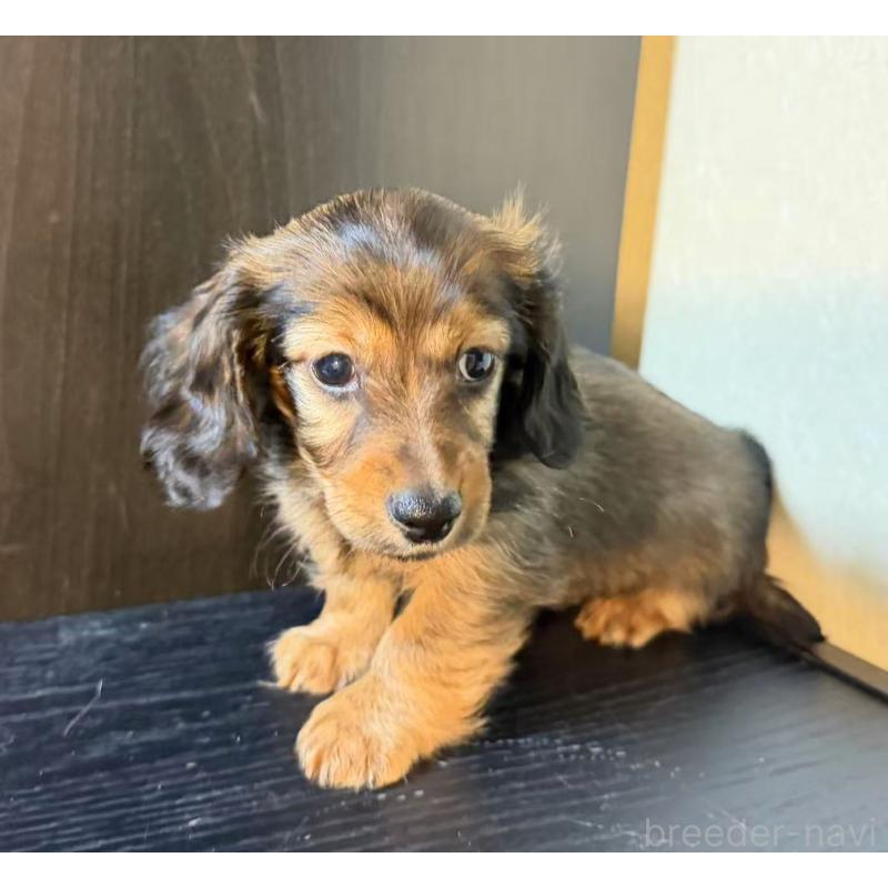 販売中の埼玉県のミニチュアダックスフンド(ロングヘアード)-439071の2枚目