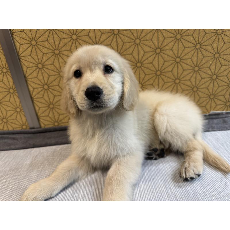 成約済の静岡県のゴールデンレトリーバー-426624の4枚目