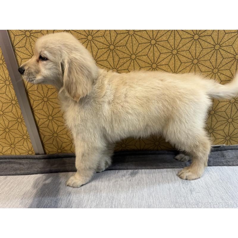 成約済の静岡県のゴールデンレトリーバー-426624の3枚目