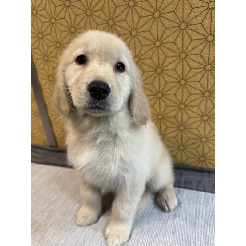 成約済の静岡県のゴールデンレトリーバー-426624の2枚目