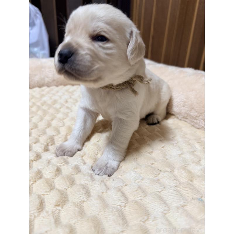 販売中の福岡県のラブラドールレトリーバー-439075の5枚目