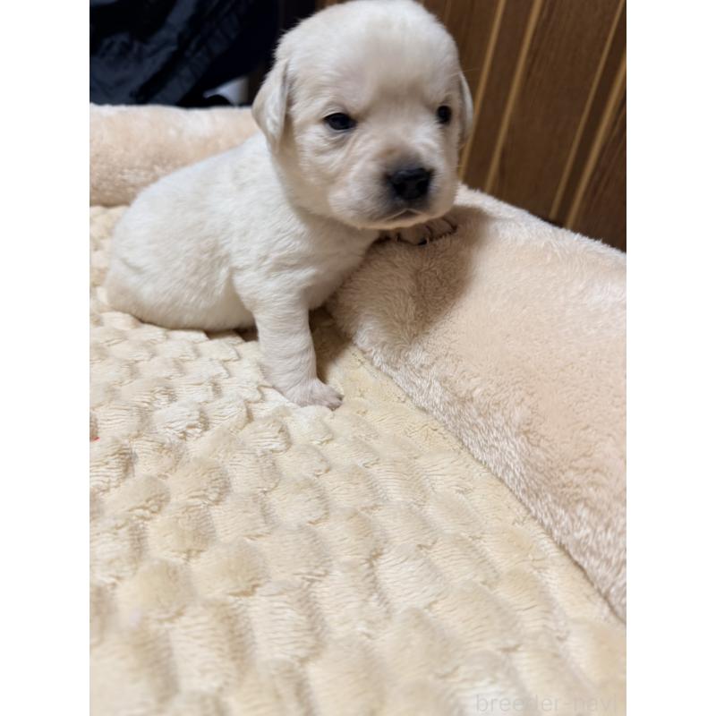 販売中の福岡県のラブラドールレトリーバー-439075の4枚目