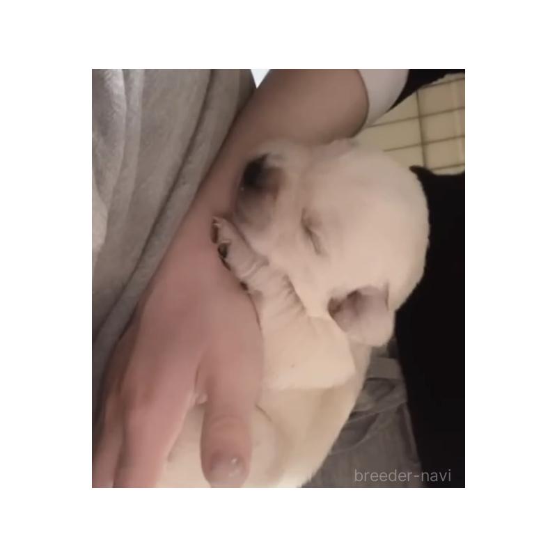 販売中の福岡県のラブラドールレトリーバー-439075の2枚目