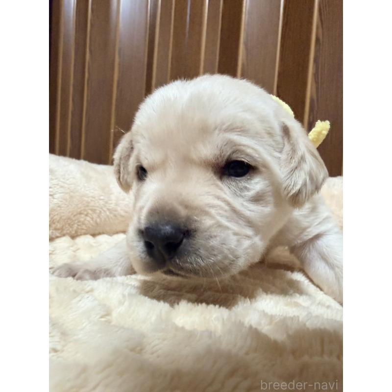 販売中の福岡県のラブラドールレトリーバー-439076の3枚目