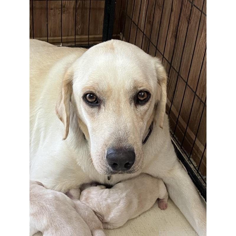 販売中の福岡県のラブラドールレトリーバー-439076の2枚目