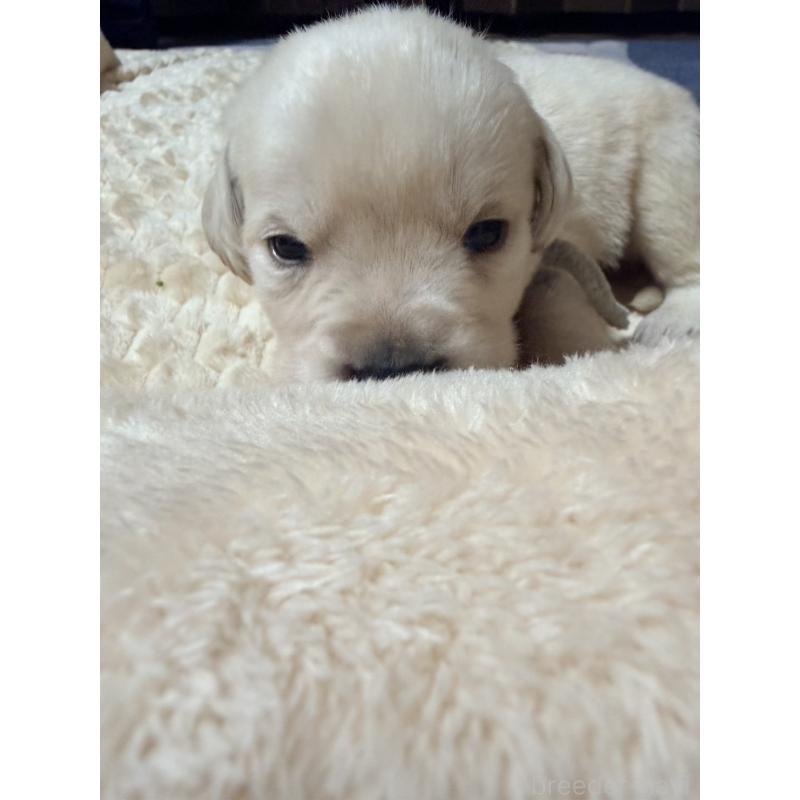 販売中の福岡県のラブラドールレトリーバー-439081の4枚目