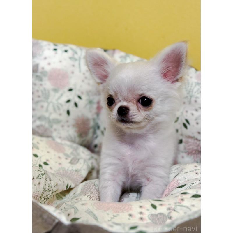 販売中の神奈川県のチワワ(ロングコート)-429570の2枚目