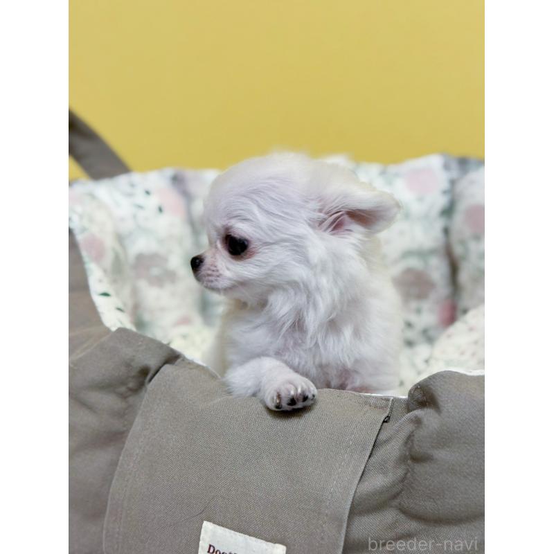 販売中の神奈川県のチワワ(ロングコート)-429571の2枚目