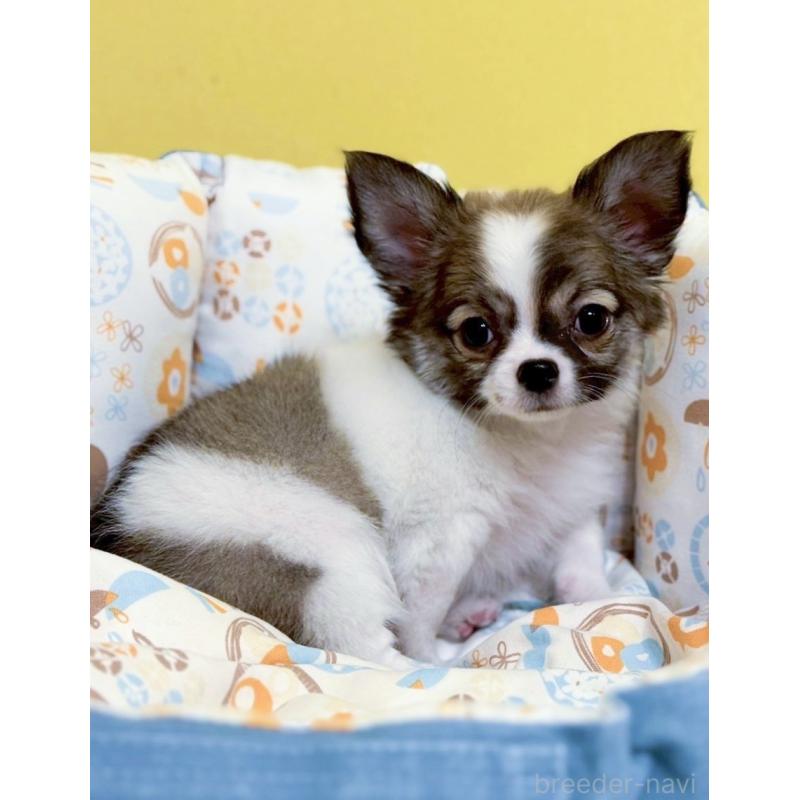 販売中の神奈川県のチワワ(ロングコート)-432674の2枚目