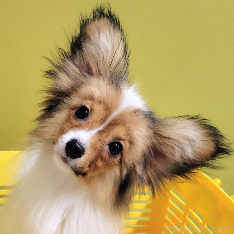 販売中の滋賀県のパピヨン-417437