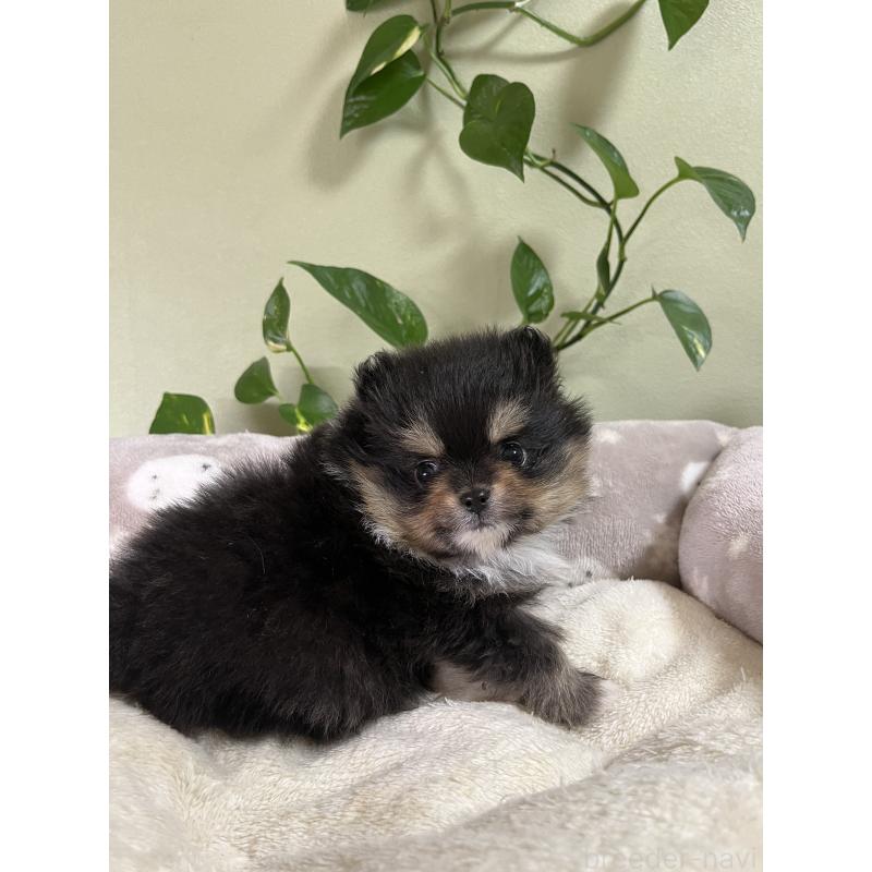 販売中の岡山県のポメラニアン-439082の3枚目