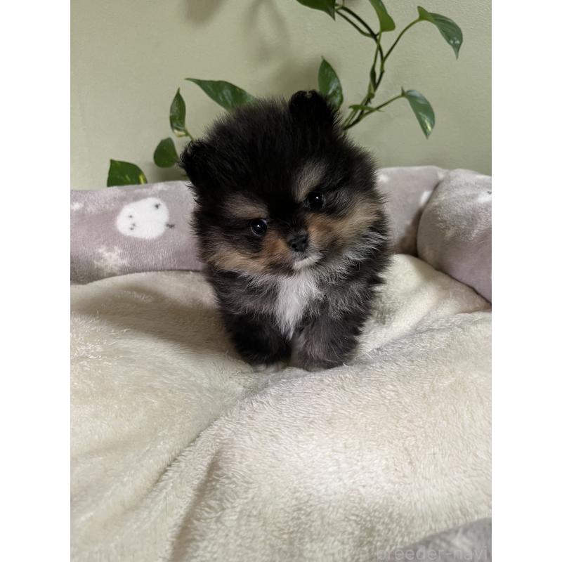 販売中の岡山県のポメラニアン-439082の2枚目