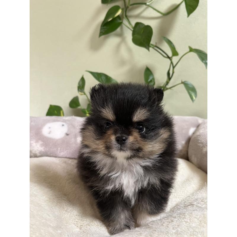 販売中の岡山県のポメラニアン-439083の2枚目