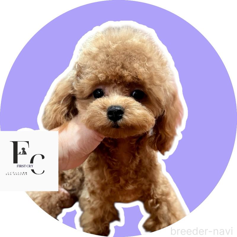 販売中の栃木県のタイニープードル-406620