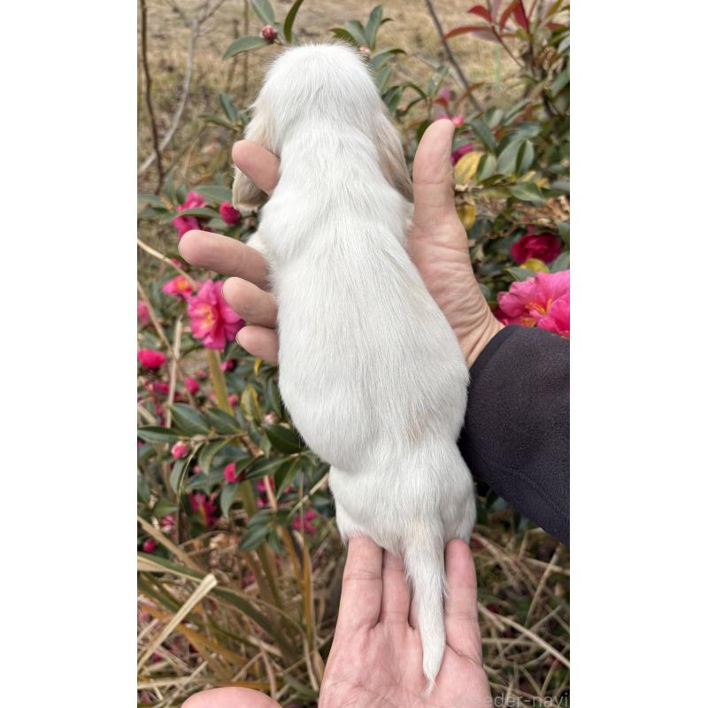 販売中の佐賀県のイングリッシュコッカースパニエル-439086の2枚目