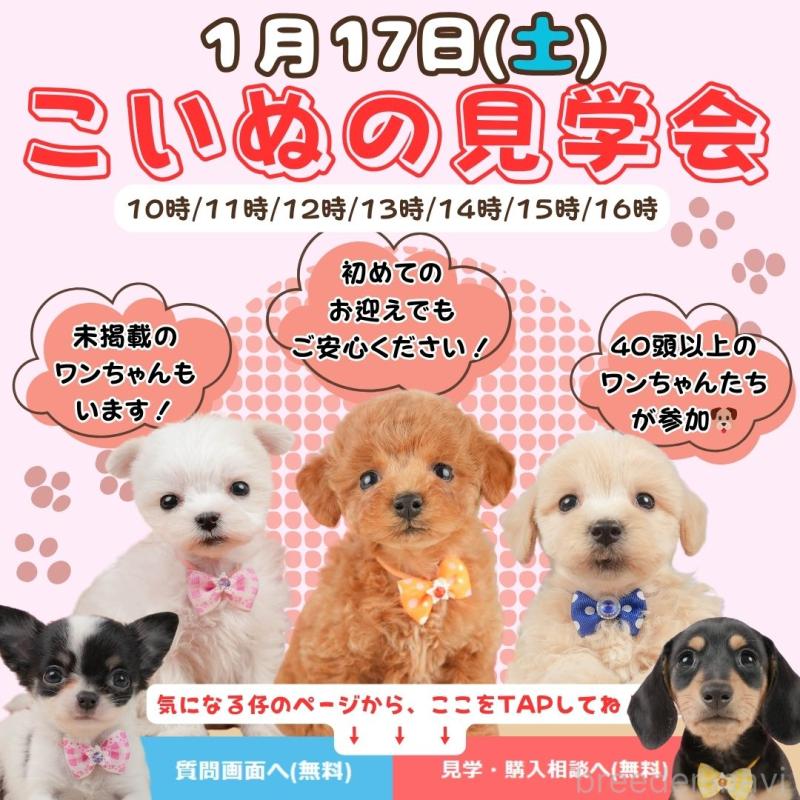 成約済の静岡県のトイプードル-424377の4枚目