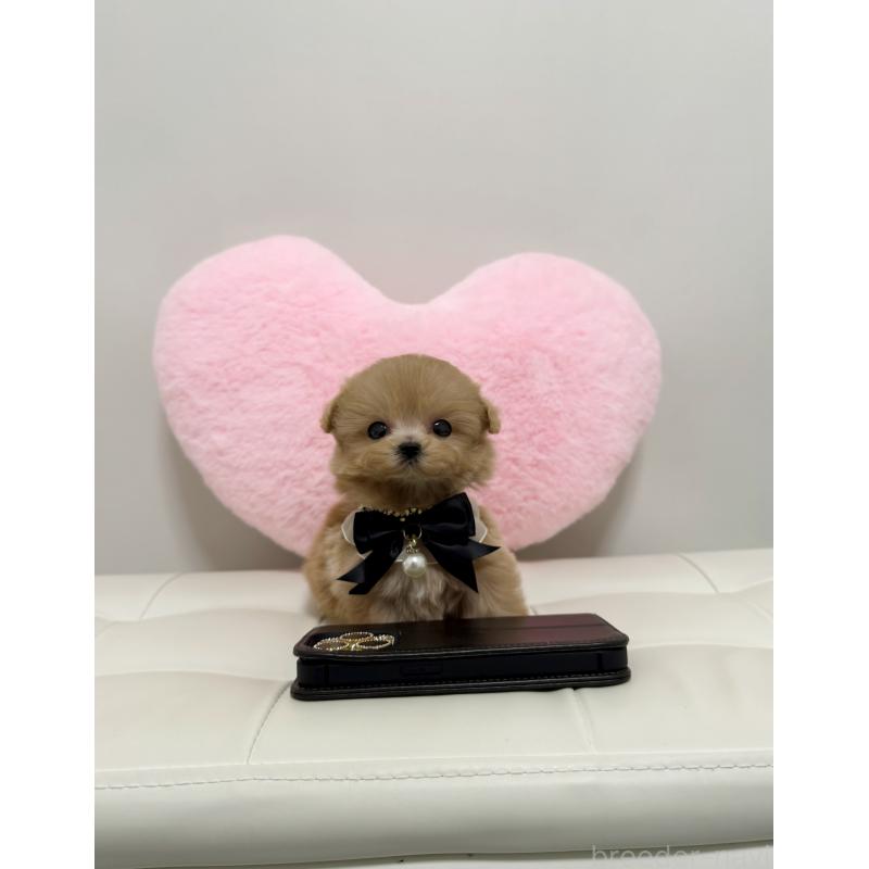 販売中の埼玉県のマルプー:マルチーズ×トイプードル-438838の3枚目