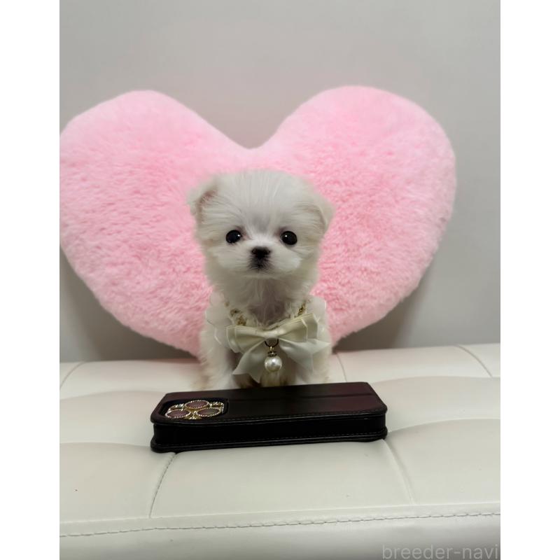 販売中の埼玉県のマルチーズ-438839の3枚目