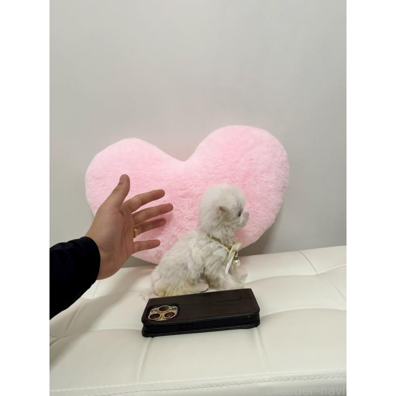 販売中の埼玉県のマルチーズ-438839の2枚目