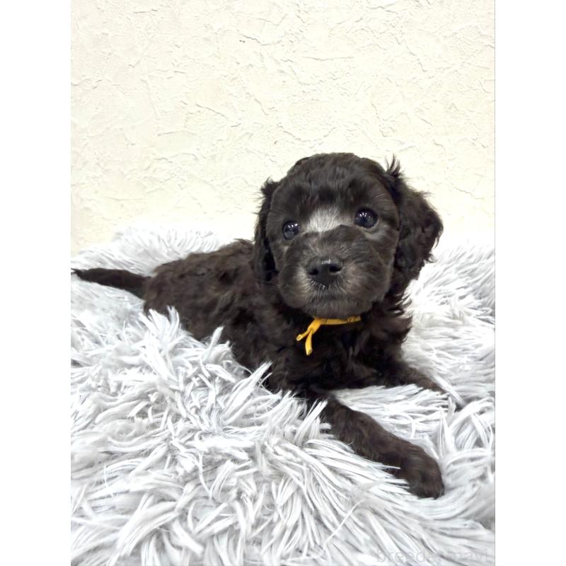 販売中の岡山県のトイプードル-438840の3枚目