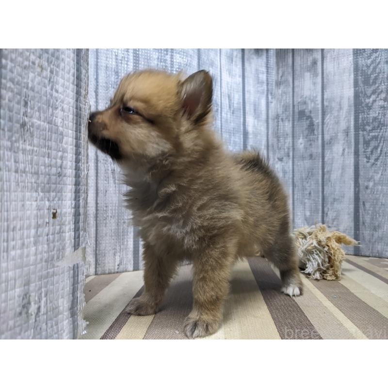 販売中の埼玉県のポメラニアン-438841の4枚目