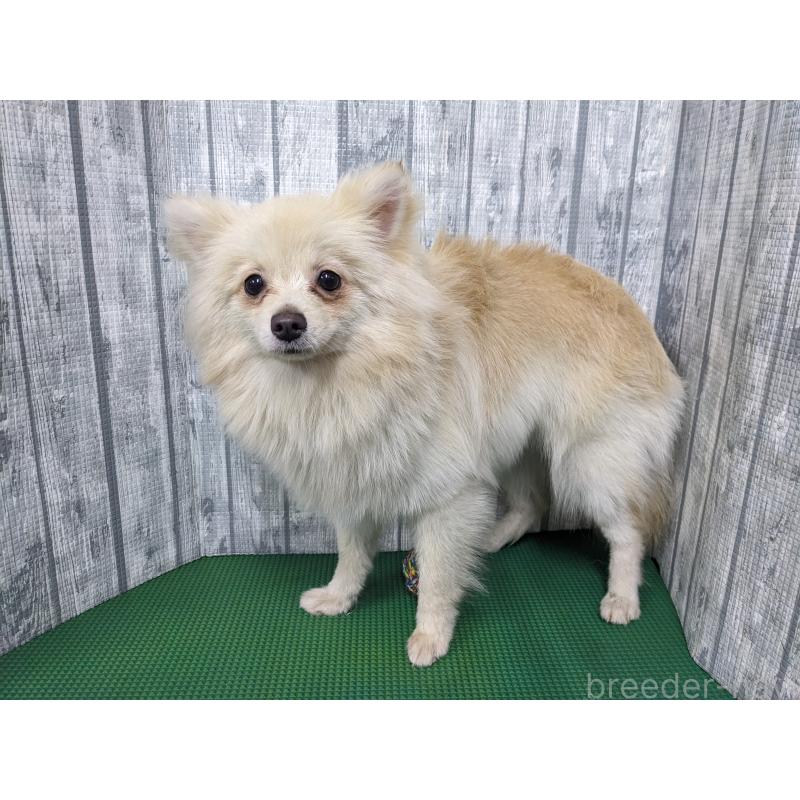 販売中の埼玉県のポメラニアン-438842の6枚目