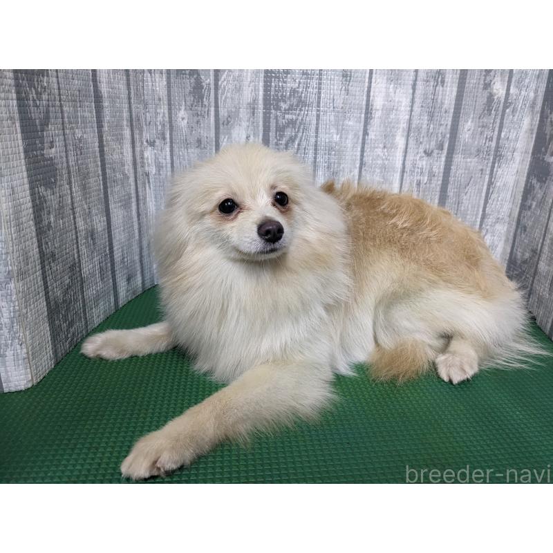 販売中の埼玉県のポメラニアン-438842の3枚目