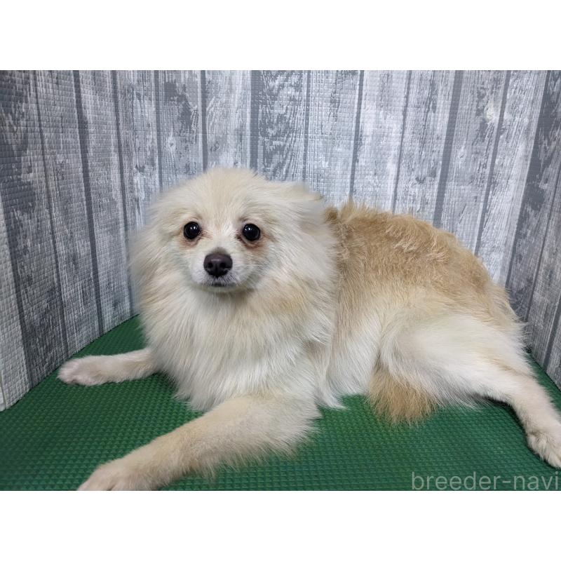 販売中の埼玉県のポメラニアン-438842の2枚目