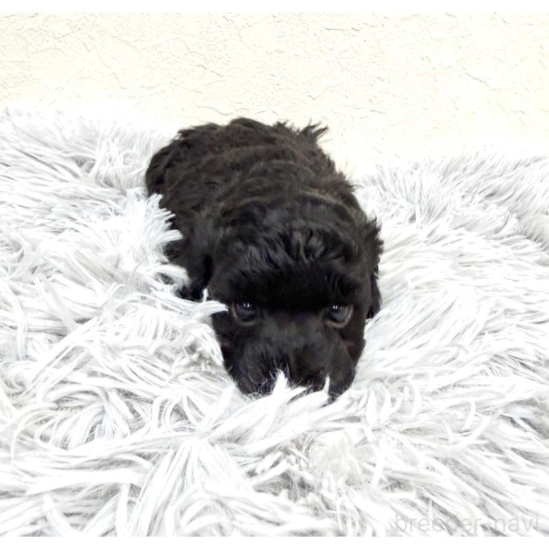 販売中の岡山県のトイプードル-438843