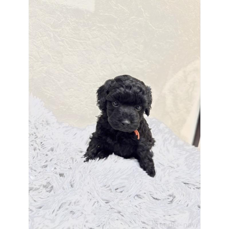 販売中の岡山県のトイプードル-438843の3枚目