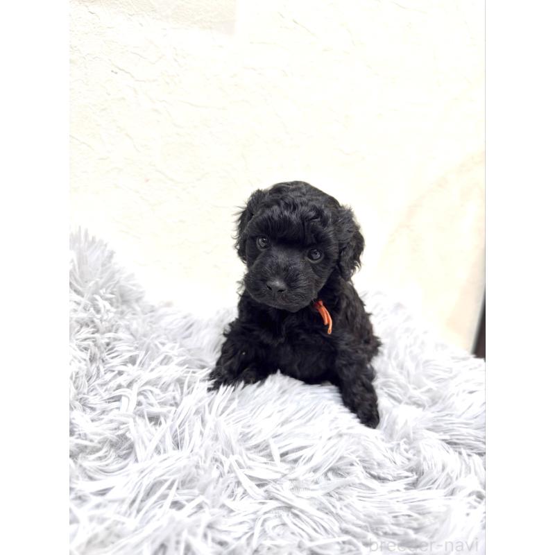 販売中の岡山県のトイプードル-438843の2枚目